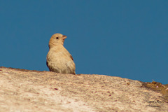 Passerina versicolor
