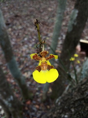 Trichocentrum ascendens