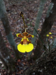 Trichocentrum ascendens