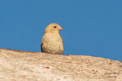 Passerina versicolor