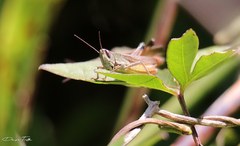 Amblytropidia australis