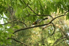 Garrulus glandarius