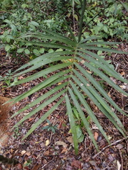 Chamaedorea seifrizii