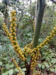 Chamaedorea seifrizii