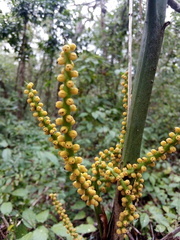 Chamaedorea seifrizii