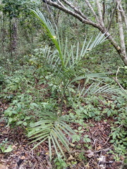 Chamaedorea seifrizii