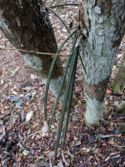 Trichocentrum ascendens