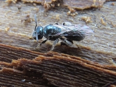 Lasioglossum coeruleum
