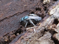 Lasioglossum coeruleum
