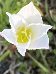 Zephyranthes simpsonii