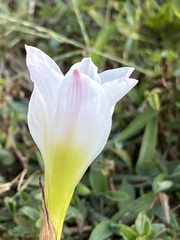 Zephyranthes simpsonii