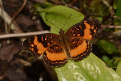 Anthanassa drusilla verena