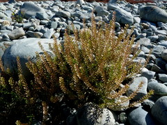 Lepidium bonariense