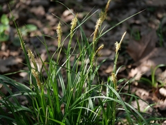 Carex paui