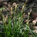 Carex sylvatica paui - Photo (c) pacoaguayo, some rights reserved (CC BY-NC), uploaded by pacoaguayo