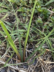 Zephyranthes simpsonii