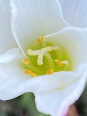 Zephyranthes simpsonii