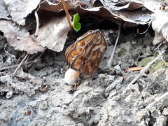 Morchella semilibera