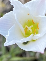 Zephyranthes simpsonii