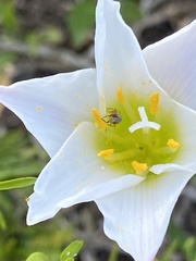 Zephyranthes simpsonii