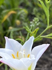 Zephyranthes simpsonii