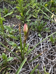 Zephyranthes simpsonii