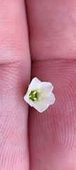 Mononeuria uniflora