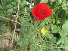 Papaver rhoeas