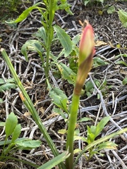 Zephyranthes simpsonii