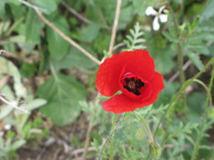 Papaver rhoeas