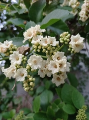 Cordia alba