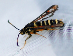 Bembecia ichneumoniformis