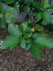 Cordia alba