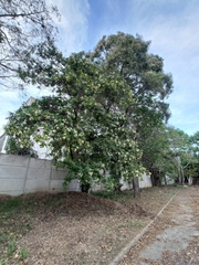 Cordia alba