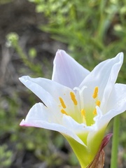 Zephyranthes simpsonii