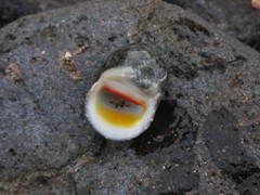 Nerita erythrostoma