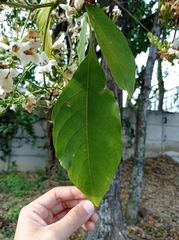 Cordia alba
