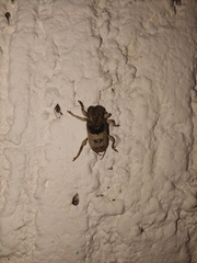 Ecyrus