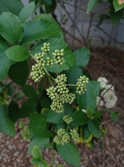 Cordia alba