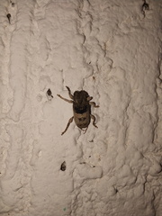 Ecyrus