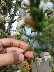 Cordia alba