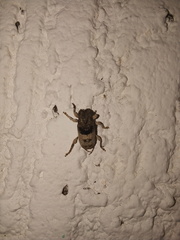Ecyrus