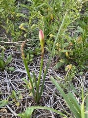 Zephyranthes simpsonii