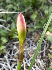 Zephyranthes simpsonii