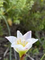 Zephyranthes simpsonii