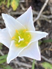 Zephyranthes simpsonii