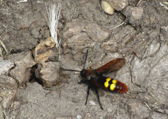 Megascolia maculata maculata