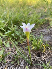 Zephyranthes simpsonii