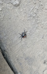 Brontocoris nigrolimbatus