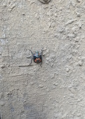 Brontocoris nigrolimbatus